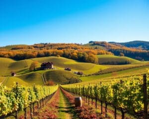Lokale Weingüter in Franken: Wein direkt vom Winzer