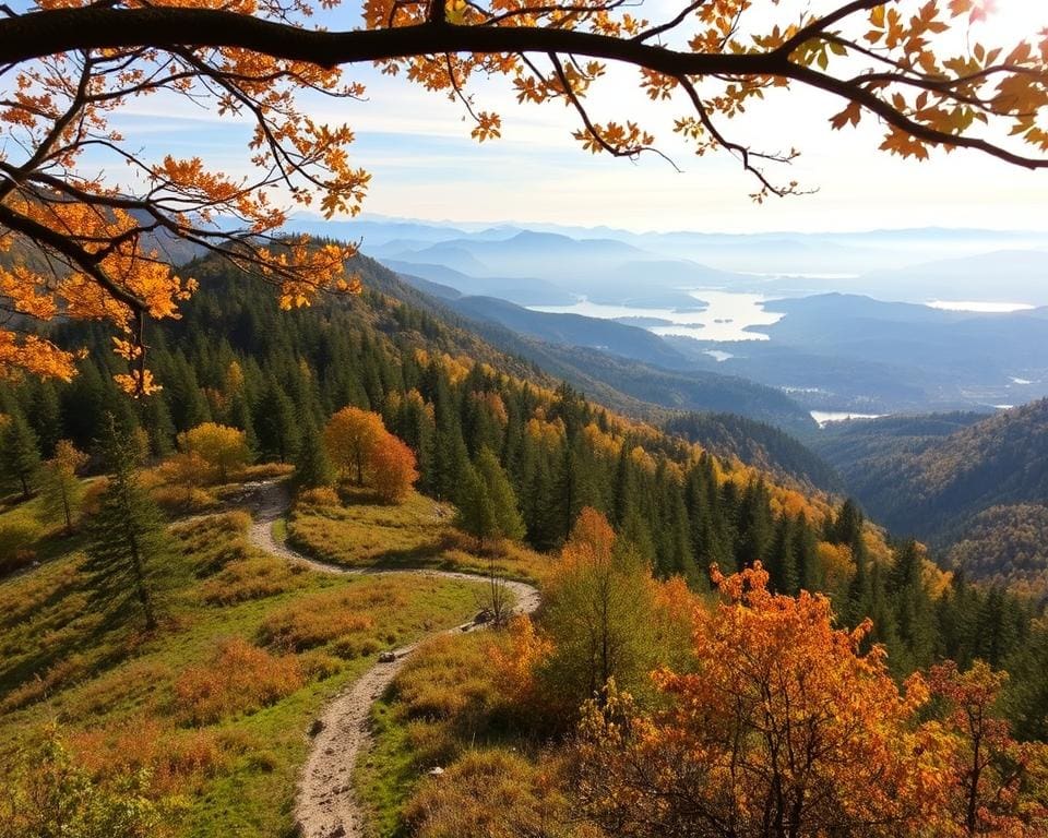 Wanderwege im Harz: Natur pur genießen