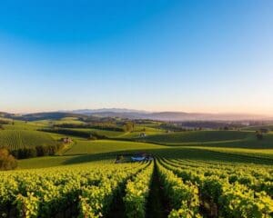 Weinberge in der Pfalz: Genuss und Aussicht