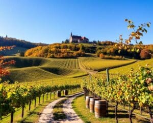 Weinwanderungen in Würzburg: Genuss mit Bewegung